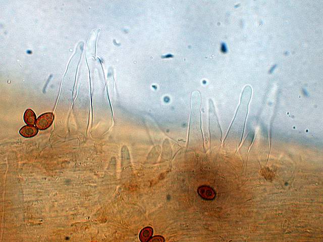 Galerina da determinare n9.